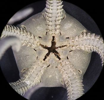 Media type: image; Invertebrate Zoology OPH-6158